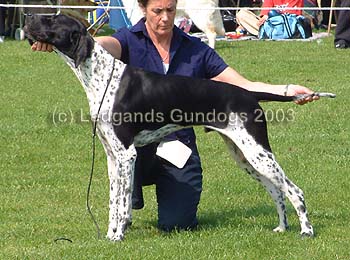 4th Junior Dog